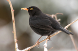Amsel