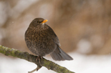Amsel
