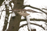 Bussard