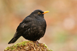 Amsel