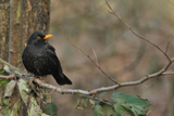 Amsel 