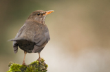 Amsel 