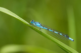 Azur Hufeisenjungfer  