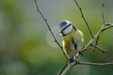 Blaumeise 