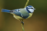 Blaumeise 