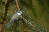 Blaumeise 