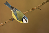 Blaumeise 