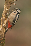 Buntspecht 