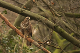 Bussard