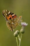 Distelfalter 