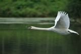  Schwan 