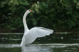 Schwan 