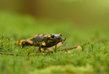Feuersalamander n 2 KT