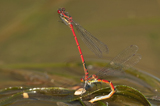 Frhe Adonislibelle
