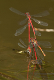 Frhe Adonislibelle 