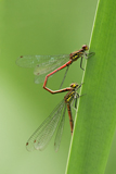 Frhe Adonislibelle 