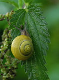 G. Schnecke 