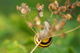 G. Schnecke 