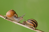 Gartenschnecke 