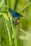 Geb. Prachtlibelle 