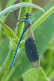 Geb. Prachtlibelle 