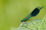 Geb. Prachtlibelle 