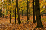 Herbstwald 