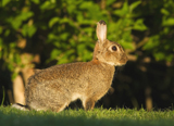 Kaninchen 