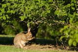 Kaninchen 