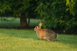 Kaninchen 