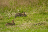 Kaninchen 