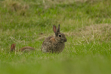 Kaninchen