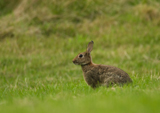 Kaninchen 