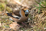 Kernbeisser 