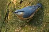 Kleiber 