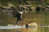 Kormoran 