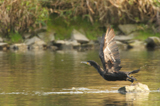 Kormoran 