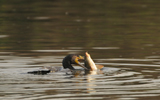 Kormoran 