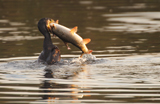 Kormoran 