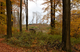 Herbstwald