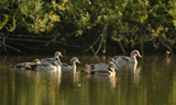 Nilgans