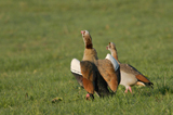 Nilgans 