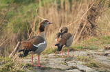 Nilgans 