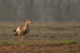 Nilgans 