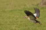 Nilgans