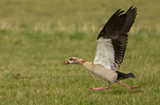 Nilgans 