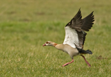 Nilgans 