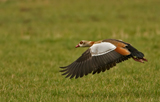 Nilgans 