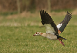 Nilgans 