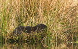 Nutria 